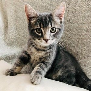 Meet your Posher, Geneviève